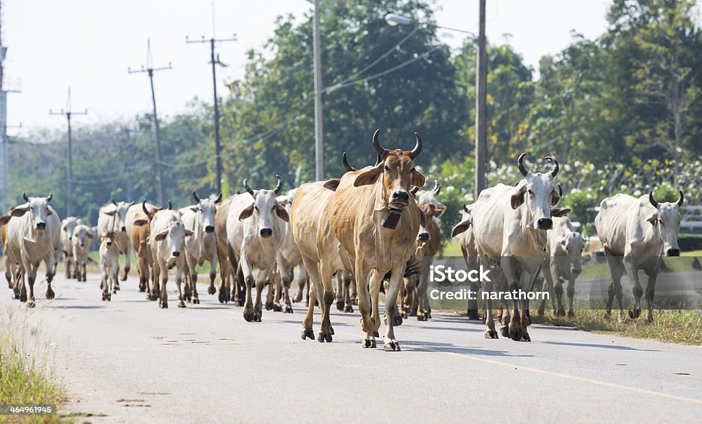 Cows on the road in Thailand. Agriculture Stock Photo