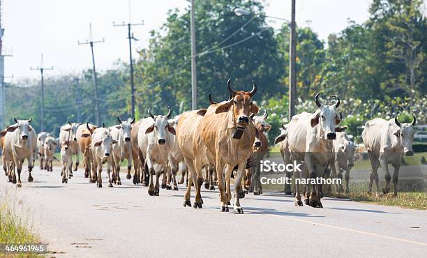 Cows On The Road In Thailand Stock Photo - Download Image Now - Agriculture, Animal, Architecture