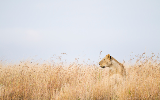 Lioness in high grass, Maasai Mara National Reserve, Kenya, East Africa