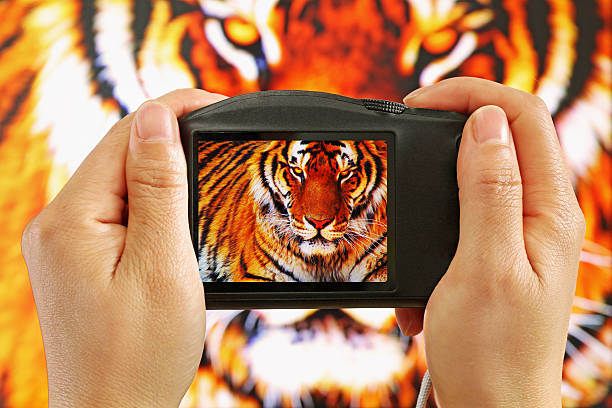 istock Taking a Photograph of a Tiger 464962250