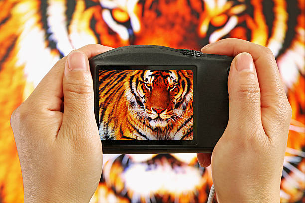 Taking a Photograph of a Tiger Taking a Photograph of a Tiger hobbyist stock pictures, royalty-free photos & images