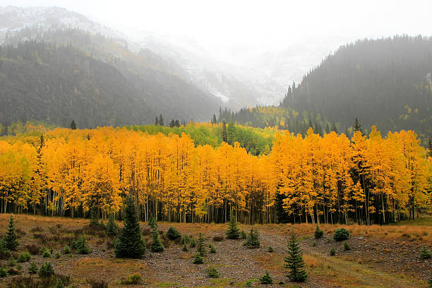 аспен деревья осенью цвета, uncompahgre национальный лес, colora - uncompahgre national forest стоковые фото и изображения