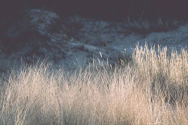 istock beautiful abstract background grass texture on sunset - vintage 464964414