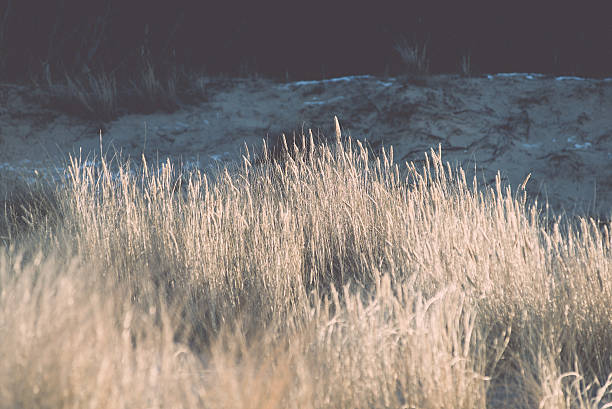 istock beautiful abstract background grass texture on sunset - vintage 464966690