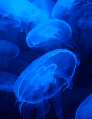 Amazingly beautiful organisms of the marine world eared jellyfish - Aurelia aurita