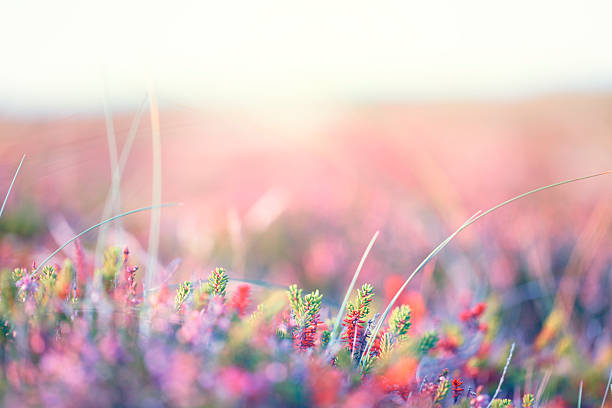 istock Heather by the way in landscape 464969162