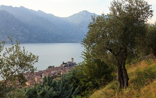 Malcesine on the Garda Lake in northern Italy. View over the typical Garda-village Malcesine with its castle towards north. Olive tree in the foreground.