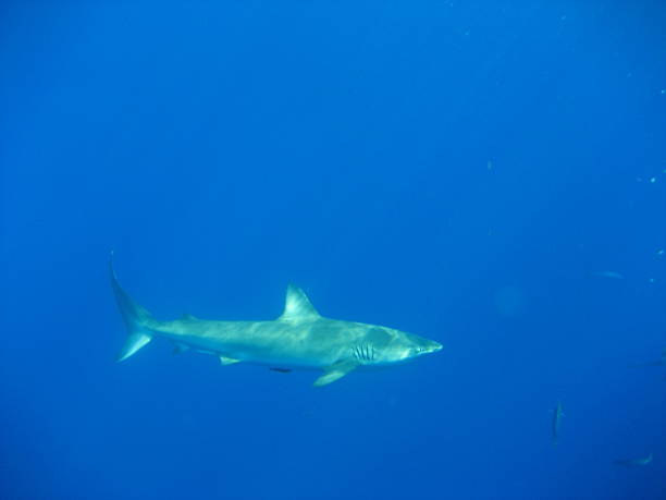 istock Shark lurking in the blue. 464969235
