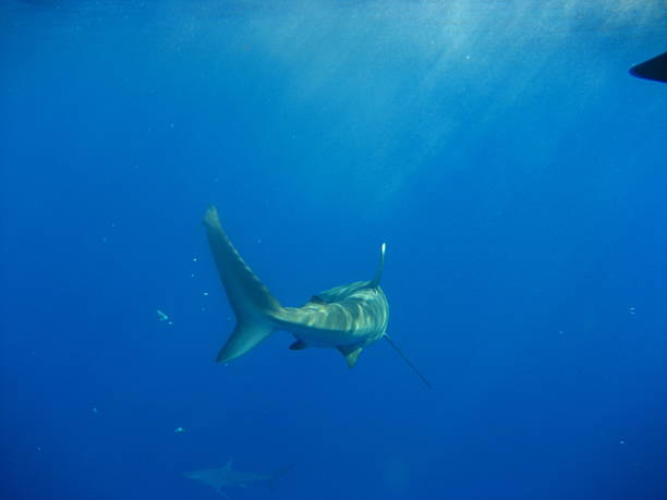 istock Shark lurking in the blue. 464969239