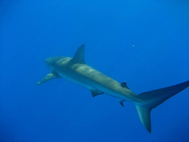 istock Shark lurking in the blue. 464969245