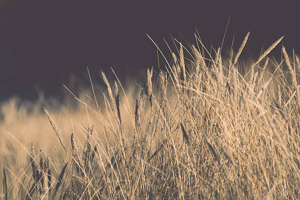 istock beautiful abstract background grass texture on sunset - vintage 464969732