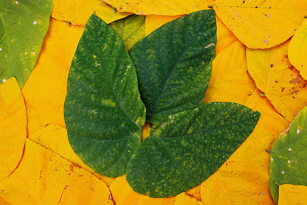 istock Green leaves on yellow leaf. 464971067