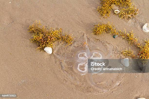 Medusa - Fotografias de stock e mais imagens de Ao Ar Livre - Ao Ar Livre, Areia, EUA