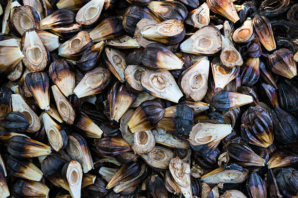 istock nypa palm fruit in Thailand 464972134