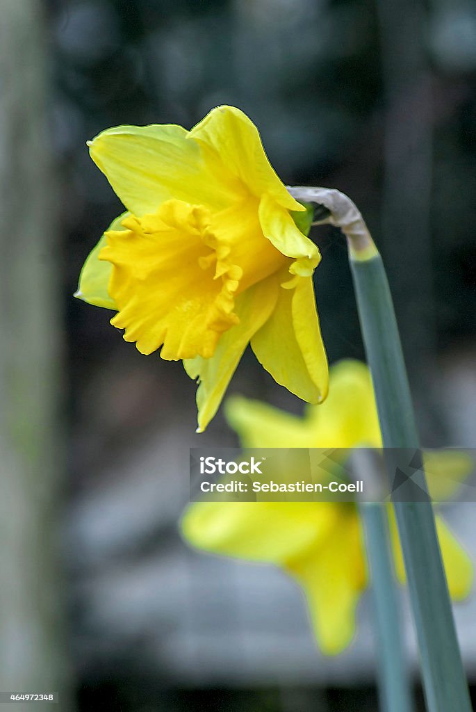 daffodils Wild Daffofils in a devon hedge row, some with removed background coloursWild Daffofils in a devon hedge row, some with removed background colours 2015 Stock Photo