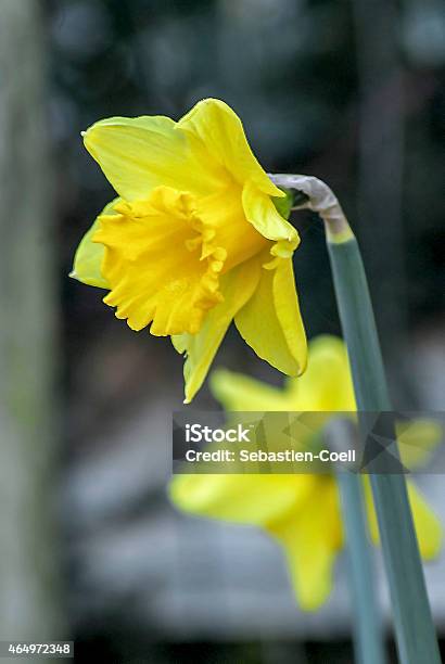Daffodils Stock Photo - Download Image Now - 2015, Abstract, Black Color