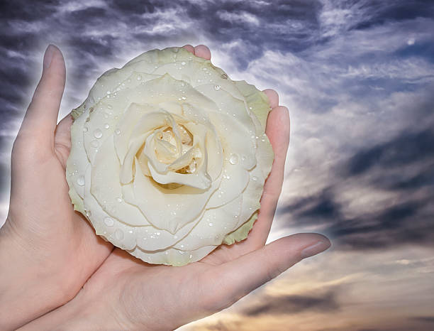 White rose with drops of dew on the petals in hands on the background of mysterious sky
