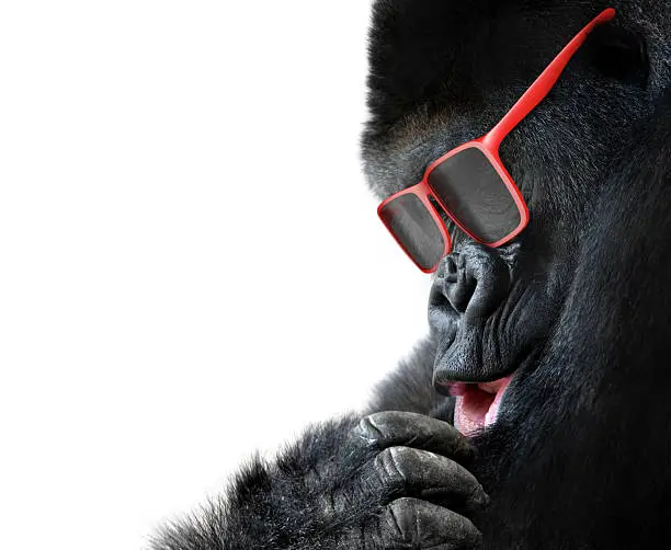 Photo of Unusual animal fashion, closeup of gorilla face with red sunglasses