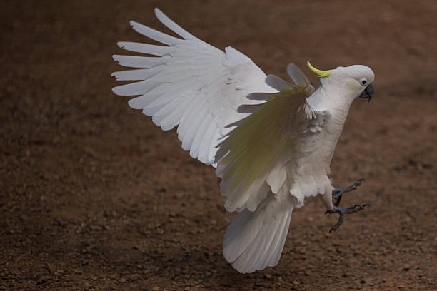 istock flying landing Sulphur Crested Cockatoo 464974111