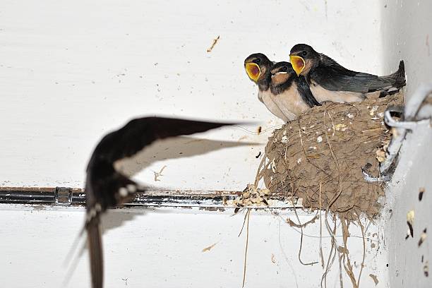 istock Young barn swallow in nest with open mouth 464974845