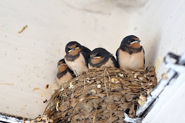 istock Young barn swallow in nest 464974953