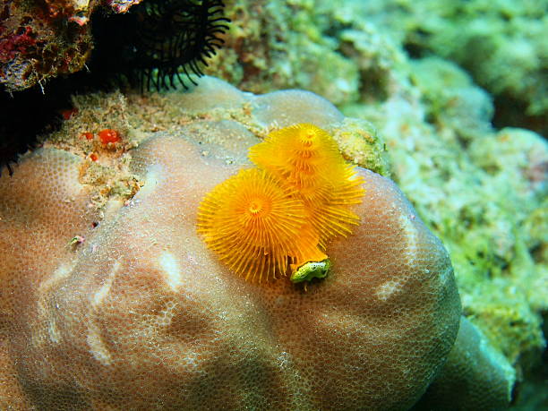 istock Gills of sea worm 464974999