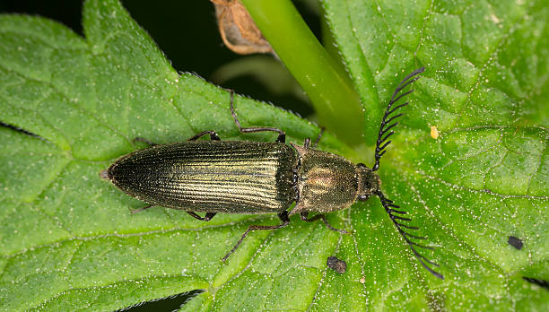 istock Male Click beetle, Ctenicera pectinicornis 464975000