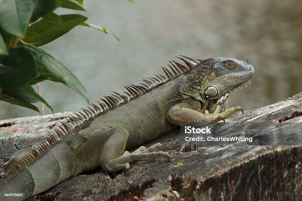 Green Iguana on a Tree Stump Overlooking a Lake A Green Iguana suns itself on a tree stump at the edge of a lake in Deerfield Beach, Florida. The image contains muted green and brown colors from the lizard, stump and lake. 2015 Stock Photo