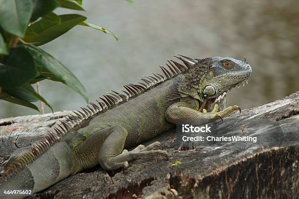 Green Iguana On A Tree Stump Overlooking A Lake Stock Photo - Download Image Now - 2015, Deerfield Beach, Florida - US State