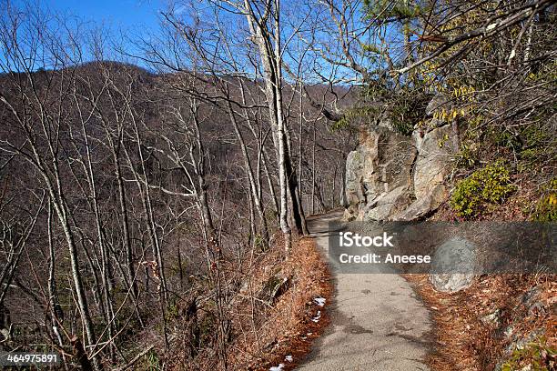 Escursioni Nel Parco Nazionale Great Smoky Mountains - Fotografie stock e altre immagini di Albero