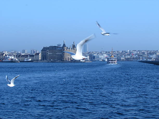 istock Seagulls of Istanbul 464975928