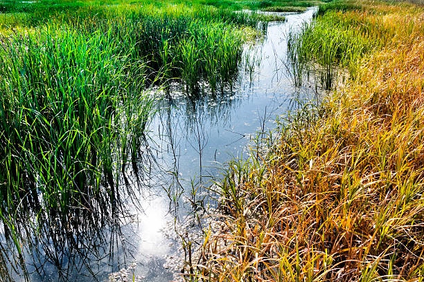 Wetlands dried up due to very dry Summer conditions.