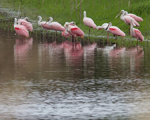 istock Roseate Spoonbills Preening on the River's Edge 464976136