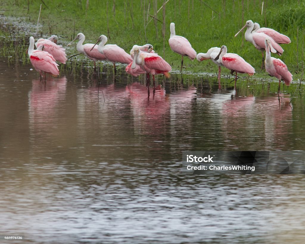 Roseate Spoonbills Preening on the River's Edge A flock of Roseate Spoonbills preen their feathers at the Myakka River Preserve, Sarasota, Florida. Their roseate color comes from eating the local shrimp. The scene contains silver reflections off the water, and lush green grasses on the banks of the river. 2015 Stock Photo