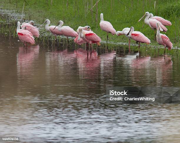 Roseate Spoonbills Preening On The Rivers Edge Stock Photo - Download Image Now - 2015, Bird, Florida - US State