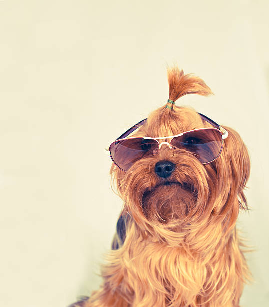 Portrait of Teacup Yorkie (Yorkshire Terrier) on grass, Cornwall, England