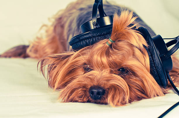 istock Cute dog listen to music 464978178