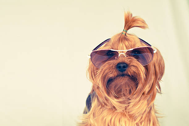 istock Funny dog in sunglasses 464978206