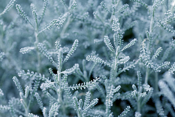 istock Beautiful flowers in garden 464978232