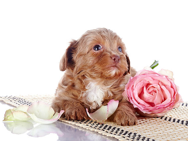 istock Puppy with a pink rose on a rug. 464978516