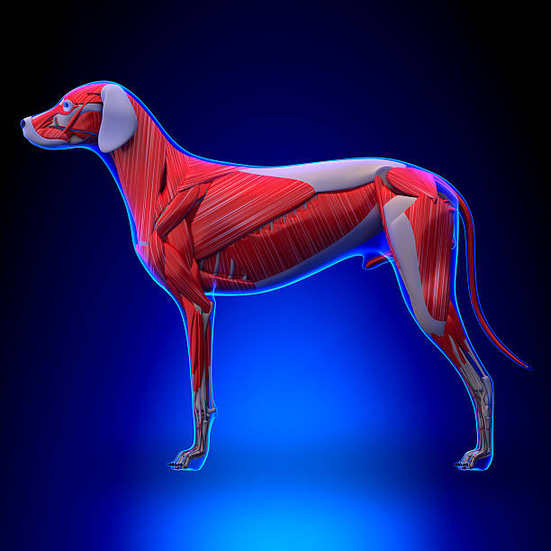 Dog Muscles Anatomy - Muscular System of the Dog Dog Muscles Anatomy - Muscular System of the Dog deltoid photos stock pictures, royalty-free photos & images
