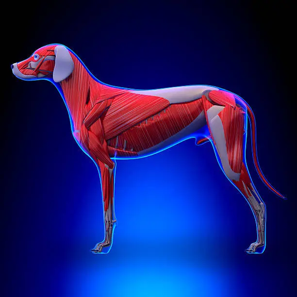 Photo of Dog Muscles Anatomy - Muscular System of the Dog