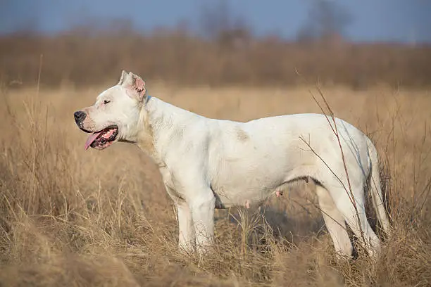 Photo of Profile of female Dogo Argentino