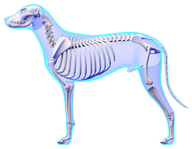 Graphic depiction of dog skeleton anatomy Dog Skeleton Anatomy - Anatomy of a Male Dog Skeleton femur photos stock pictures, royalty-free photos & images