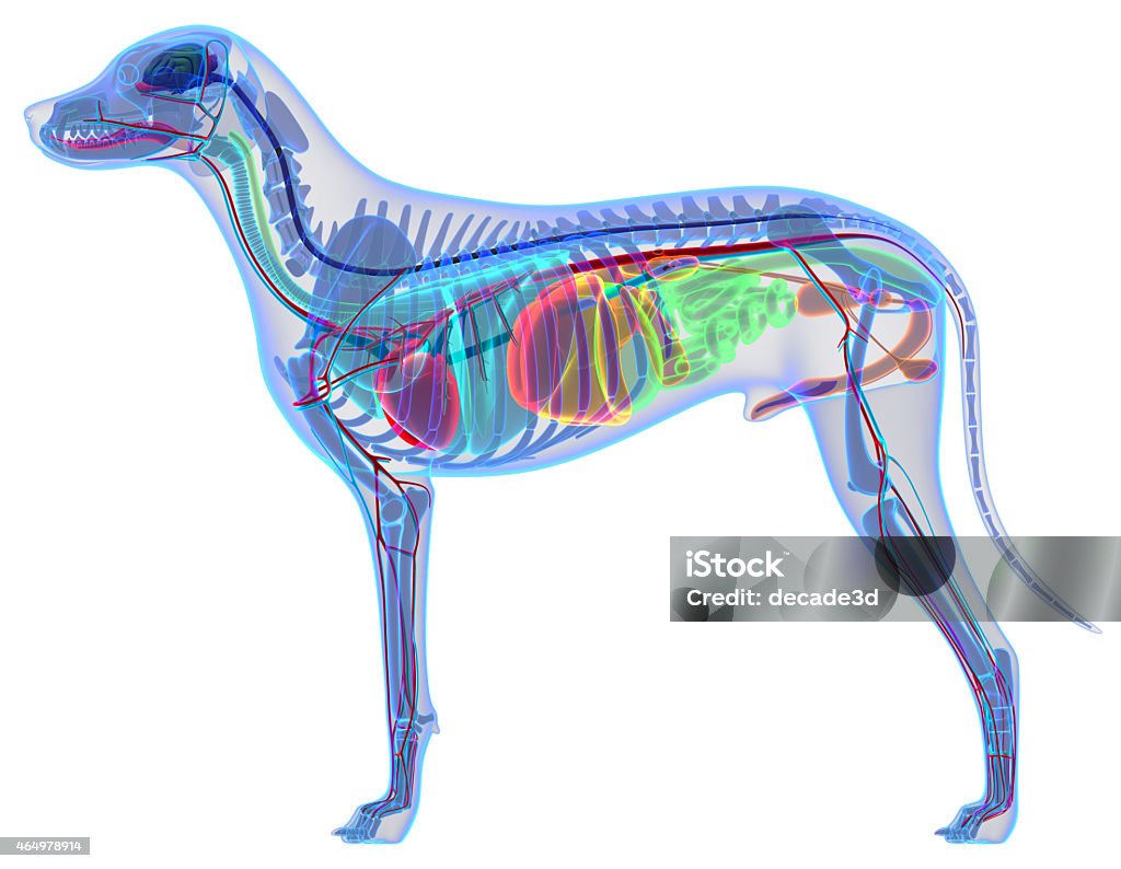 Dog Anatomy - Internal Anatomy of a Male Dog Dog Stock Photo