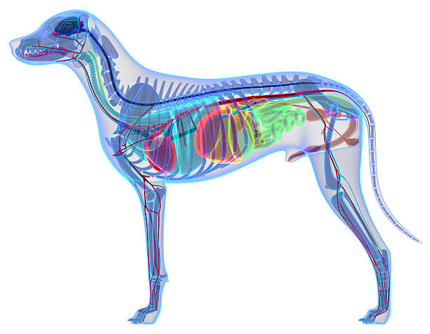 Dog Anatomy - Internal Anatomy of a Male Dog Dog Anatomy - Internal Anatomy of a Male Dog animal spine stock pictures, royalty-free photos & images