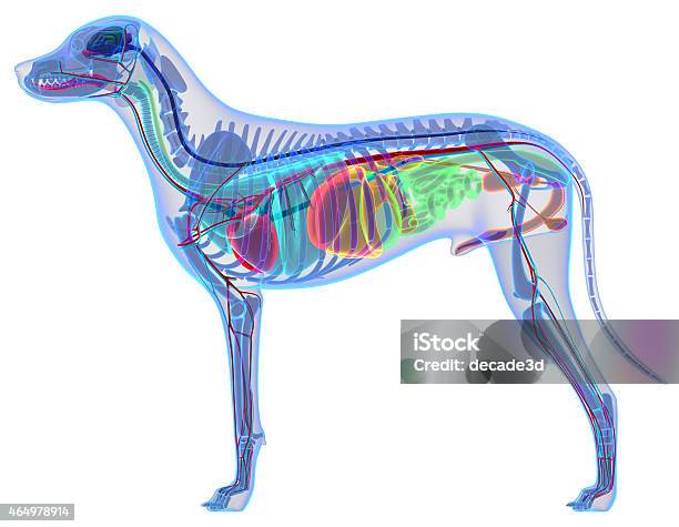 Dog Anatomy Internal Anatomy Of A Male Dog Stock Photo - Download Image Now - Dog, Anatomy, Biology