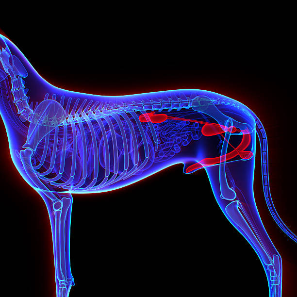 istock Dog Urogenital System - Canis Lupus Familiaris Anatomy - isolate 464978918