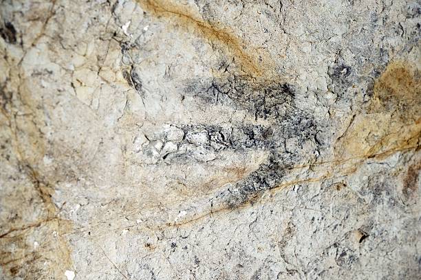 istock Dinosaur Footprint Fossil 464979403