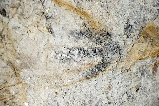 Photo of Dinosaur Footprint Fossil
